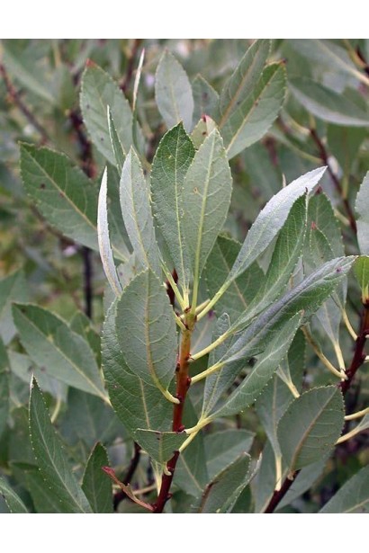 Слива приземиста Депресса на штамбі 